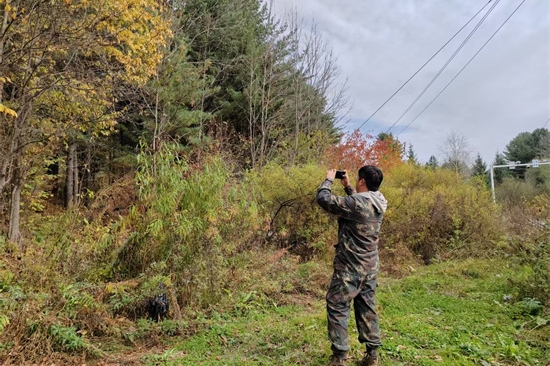 泉林公司扎實(shí)開展松材線蟲病秋季普查工作（1）.jpg